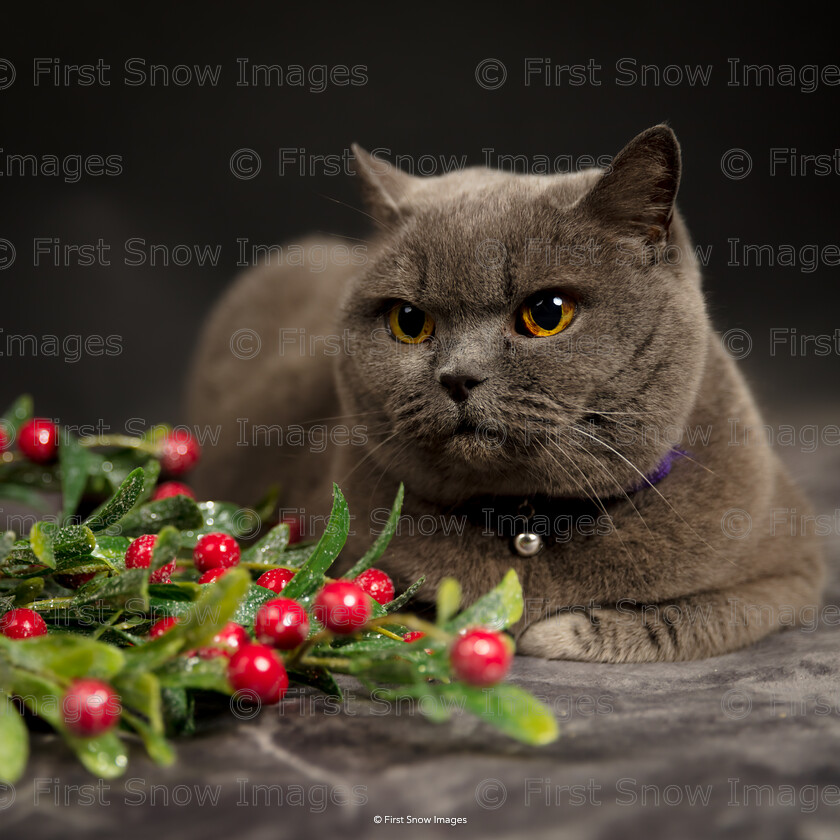 Very Berry Christmas 
 PLEASE NOTE - THIS IMAGE HAS BEEN VERY POPULAR AND I HAVE 15 CURRENTLY AVAILABLE. PLEASE MESSAGE ME VIA THE CONTACTS TAB TO ORDER MORE 
 Keywords: tx1_sale_limit:15
'very berry christmas', animal cat andromeda xmas card, cottenham, wraptious