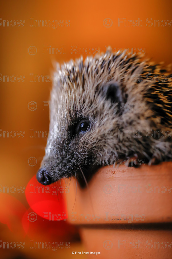 Hello Tinsel 
 PLEASE NOTE - THIS IMAGE HAS BEEN VERY POPULAR AND I ONLY HAVE 3 CURRENTLY AVAILABLE. PLEASE MESSAGE ME VIA THE CONTACTS TAB TO ORDER MORE 
 Keywords: tx1_sale_limit:3
eventEC2019, hedgehog tinsel wildlife animal, hello tinsel, natureportfolio1, shop - teatowel, wraptious eventEC2019 saturday