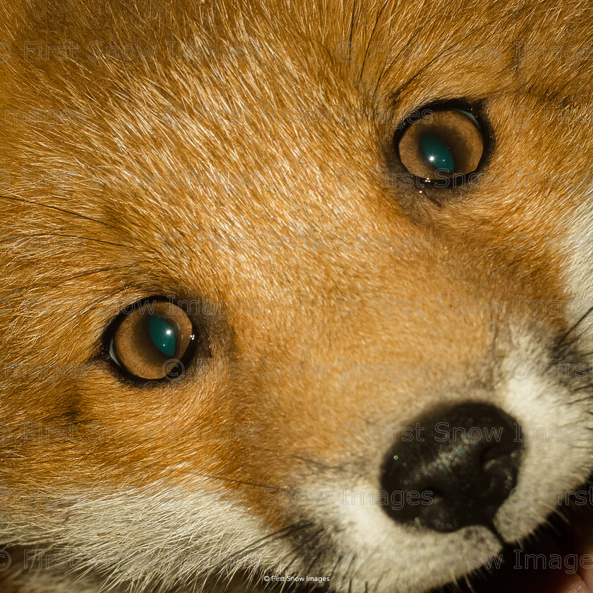 Look into my eyes 
 Look into my eyes 
 Keywords: animal dog fox hound cathy eyes, wraptious