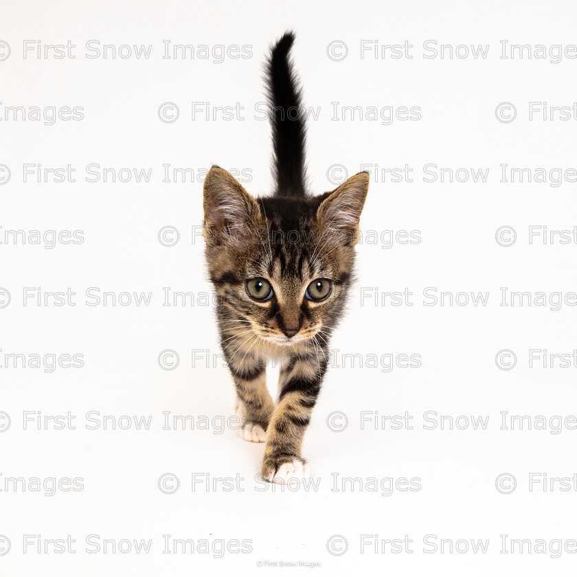 Catwalk 
 PLEASE NOTE - THIS IMAGE HAS BEEN VERY POPULAR AND I HAVE 0 CURRENTLY AVAILABLE. PLEASE MESSAGE ME VIA THE CONTACTS TAB TO ORDER MORE 
 Keywords: tx1_sale_limit:0
'catwalk', animal, cookie, francis, kitten, pets cookie cat frances, wraptious