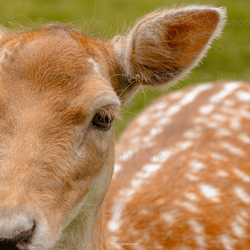 Beauty 
 Keywords: animal, beauty, card, deer, mount fitchet, wraptious 'beauty'