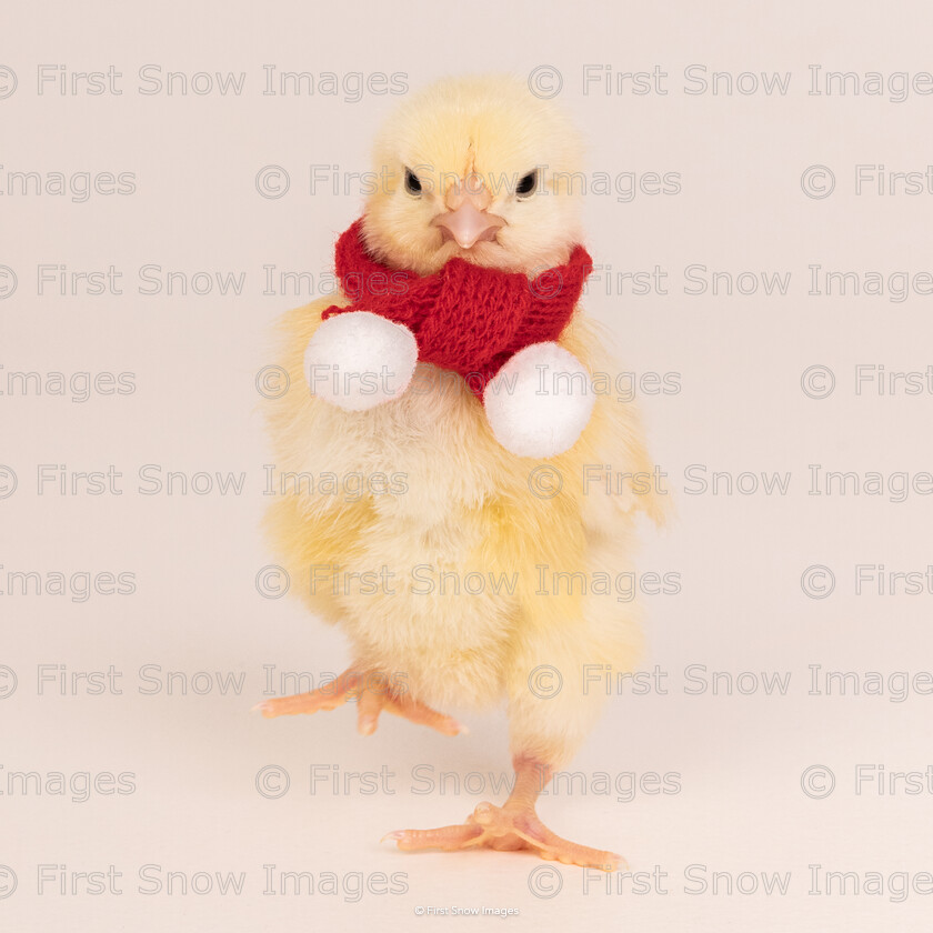 Christmas Chick 
 PLEASE NOTE - THIS IMAGE HAS BEEN VERY POPULAR AND I HAVE 6 CURRENTLY AVAILABLE. PLEASE MESSAGE ME VIA THE CONTACTS TAB TO ORDER MORE 
 Keywords: tx1_sale_limit:6
animal, chicks, madeline, march 24