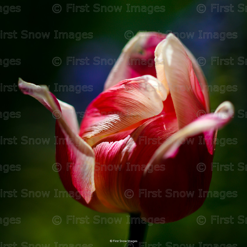 Spring Tulip 
 Spring Tulip 
 Keywords: tx1_sale_limit:9
Processed Website March2018 interflora babylon, flowers keepers macro, natureportfolio1, wraptious eventEC2019