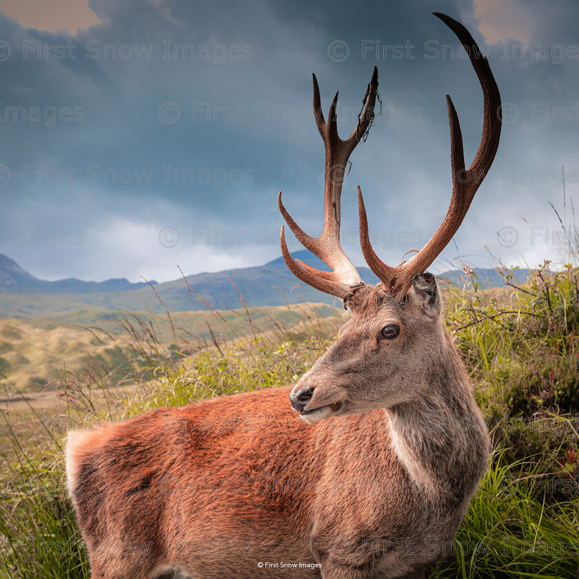 Wild at Heart 
 Keywords: 'Wild at heart', Callum, animal, card, deer, stag, wraptious