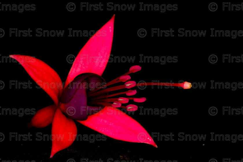 0007-DChoudhry N0000A6050 
 Keywords: Processed Website March2018 interflora babylon card fushia haddenham, eventEC2019, exhibition, flower plant still life macro, wardy hill