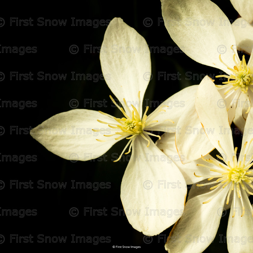 Clematis in Bloom 
 PLEASE NOTE - THIS IMAGE HAS BEEN VERY POPULAR AND CURRENTLY HAVE 4 AVAILABLE. PLEASE MESSAGE ME VIA THE CONTACTS TAB TO ORDER MORE 
 Keywords: tx1_sale_limit:4
card, flowers wraptious clematis in bloom, shop-cushion