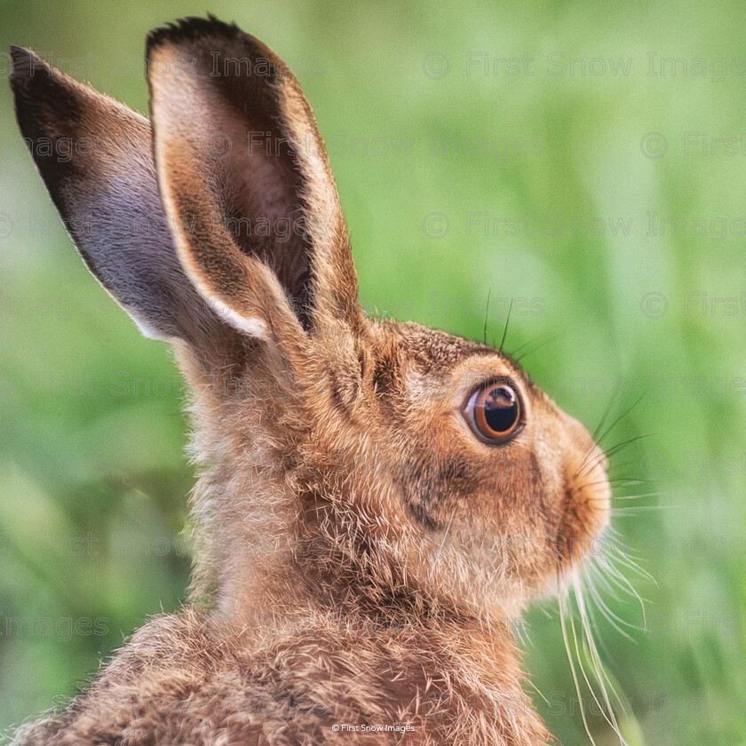 c.firstsnowimages-4234 
 PLEASE NOTE - THIS IMAGE HAS BEEN VERY POPULAR AND I HAVE 11 CURRENTLY AVAILABLE. PLEASE MESSAGE ME VIA THE CONTACTS TAB TO ORDER MORE 
 Keywords: tx1_sale_limit:11
animal, hare, wardy hill, wraptious