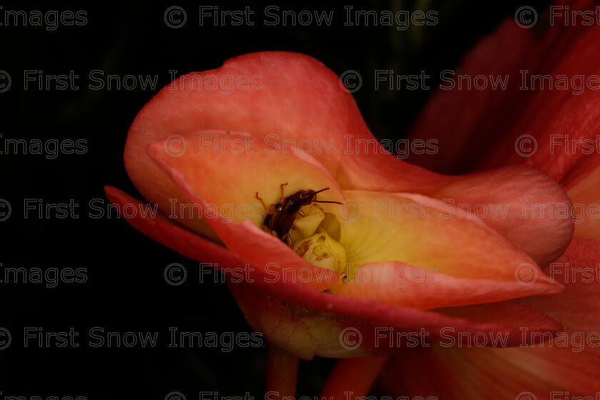 0006-DChoudhry N0000A5879 
 Keywords: babylon gallery, earwig, exhibition, insect inside flower fine art