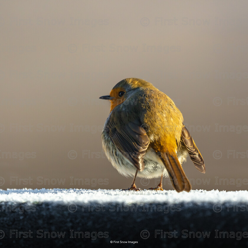 Cold and Frosty Morning 
 Keywords: Bird robin winter wraptious