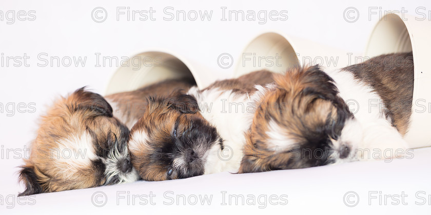 Sleepy Trio 
 Sleepy Trio 
 Keywords: eventEC2019. panorama, shitzu shihtsu* puppy hayley shih tzu litter one card wraptious