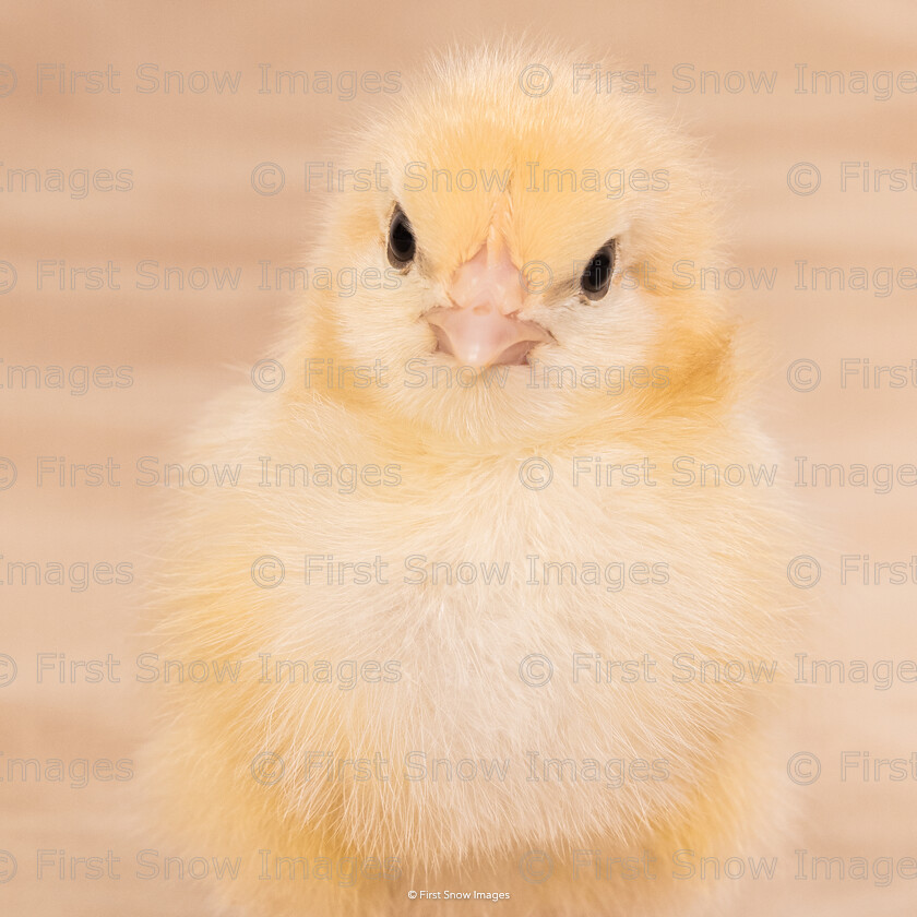 Easter Chick 
 Keywords: tx1_sale_limit:7
animal, chicks, madeline, march 24