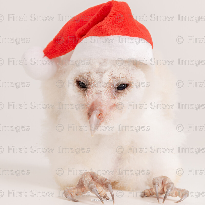 Owlet Christmas 
 Keywords: tx1_sale_limit:29
animal experience, baby, barn owl bird, mitch, owlet, wraptious