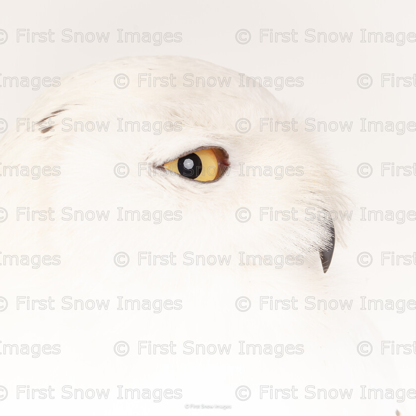 Snowy Owl 
 Keywords: Rudy, animal, bird, owl, snowy owl, wraptious