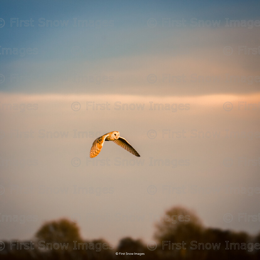 Barn Owl in the Fen Sunset 
 Keywords: barnowl bird, natureportfolio1 babylon card order wraptious 'barnowl at sunset'