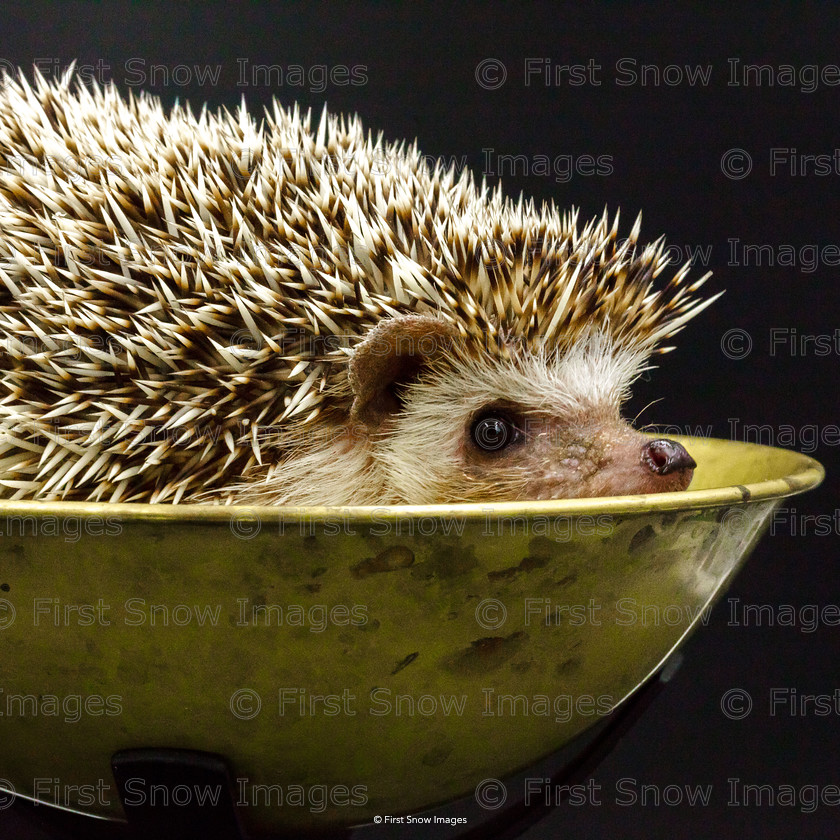 Weighing our Hedgehog 
 PLEASE NOTE - THIS IMAGE HAS BEEN VERY POPULAR AND I ONLY HAVE 11 CURRENTLY AVAILABLE. PLEASE MESSAGE ME VIA THE CONTACTS TAB TO ORDER MORE 
 Keywords: tx1_sale_limit:11
animal petstore macro hedgehog babylon card, shop-coaster, wraptious eventEC2019 weighing our hedgehog