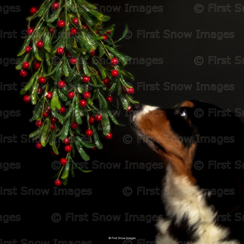 Mistletoe kisses 
 Mistletoe kisses 
 Keywords: tx1_sale_limit:20